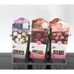 Talajtakaró rózsa  ROSA TALAJTAKARÓ FAJTÁK 15/+ K3