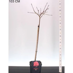 Melred őszibarack PRUNUS PERSICA MELRED T60 K4,6