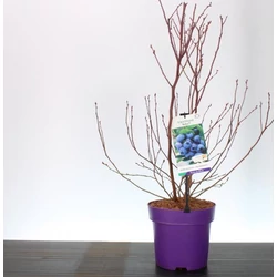 Réka kék áfonya   VACCINIUM CORYMBOSUM RÉKA 40/60  K5