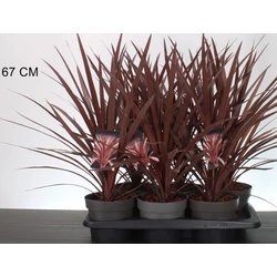 Bíbor bunkóliliom  CORDYLINE AUSTRALIS RED COMET 25/30 CS17