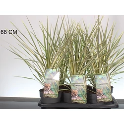 Bíbor bunkóliliom  CORDYLINE AUSTRALIS TORBAY DAZZLER 30/40 K2