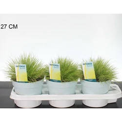 Deres csenkesz FESTUCA GLAUCA AMIGOLD 30/+ CS17