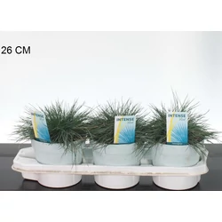 Fényperje  FESTUCA GLAUCA INTENS BLUE 30/+ CS17