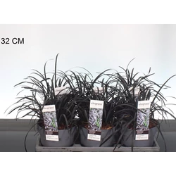 Feketelombú kígyószakáll   OPHIOPOGON PLANISCAPUS NIGER 30/40 CS14