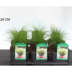 Árvalányhaj  STIPA TENUISSIMA PONY TAILS K2