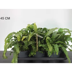 GímpáfrányASPLENIUM SCOLOPENDRIUM CS17