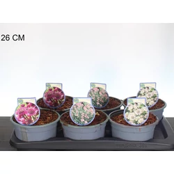 Völgycsillag  ASTRANTIA FAJTÁK 25/30 CS17