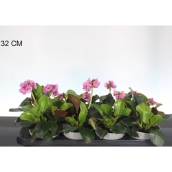 Bőrlevél  BERGENIA ROSENKRISTALL 15/20 CS13