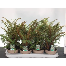 Serlegpáfrány  CYATHEA HIGHLAND LACE 50CM CS14
