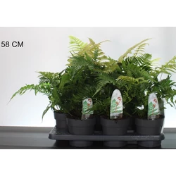 Erdei pajzsika  DRYOPTERIS ERYTHROSORA BRILIANCE 30/40 CS15
