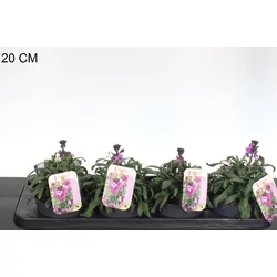Repcsény ERYSIMUM BOWLES MAUVE CS13