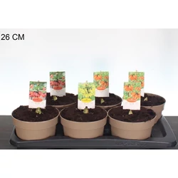 császárkorona  FRITILLARIA MIX CS17