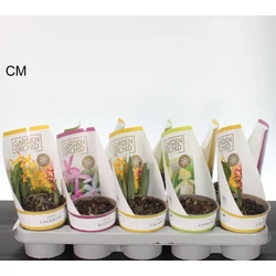 Fagytűrő orchidea ORCHIDACEAE FAJTÁK CS12