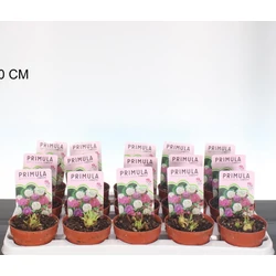 Kankalin  PRIMULA DENTICULATA CS10,5