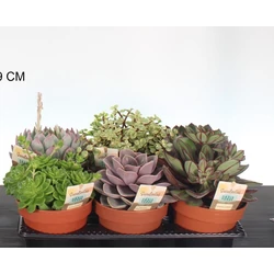 Pozsgás növénymix  SUCCULENTEN MIX CS14