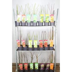 Japán juhar  ACER PALMATUM FAJTÁK 50/60 K3