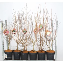 Csillagsom CORNUS KOUSA CHINENSIS FAJTÁK 60/70 K7