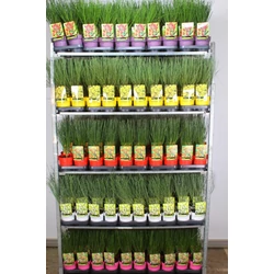 Korai zanót    CYTISUS FAJTÁK 40/+ CS14