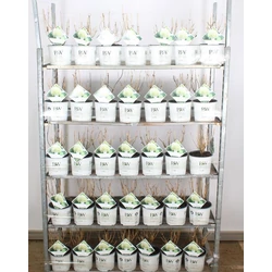 Cserjés hortenzia   HYDRANGEA ARBORESCENS STRONG ANNABELLE 30/40 K3