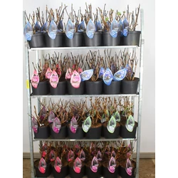 Kerti hortenzia   HYDRANGEA MACROPHYLLA BLACK STEEL 30/35 CS23