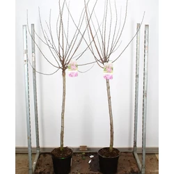 Babarózsa  PRUNUS TRILOBA T100 K10