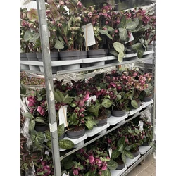 Hunyor  HELLEBORUS FROSTKISS MIX CS15