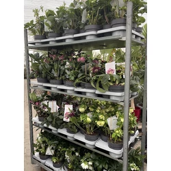 Keleti hunyor  HELLEBORUS ORIENTALIS CS15