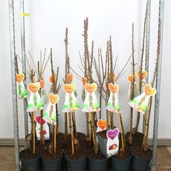 Törpe almafa   MALUS DOMESTICA (OSZLOPOS) 70/90 K5