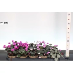 Ciklámen  CYCLAMEN FAJTÁK CS11