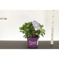 Kerti hortenzia   HYDRANGEA MACROPHYLLA FOREVER AND EVER 30/40 K5
