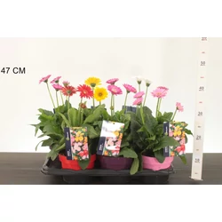 Gerbera   GERBERA GARVINEA 40/50 CS17