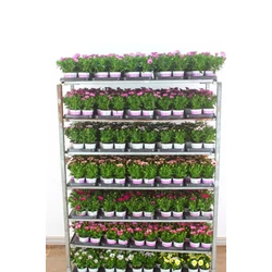 Afrikai aranyvirág  OSTEOSPERMUM ECKLONIS CS10,5