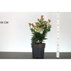 Oszlopos babérmeggy PRUNUS LAUROCERASUS BONAPARTE 40/50 K6,5