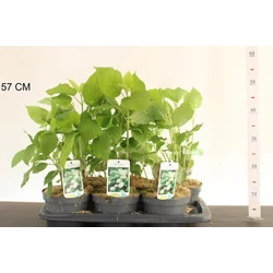 Cserjés hortenzia   HYDRANGEA ARBORESCENS ANNABELLE 40/+ CS17