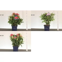 Havasszépe    RHODODENDRON HYBRIDEN MIX 30/40 K5