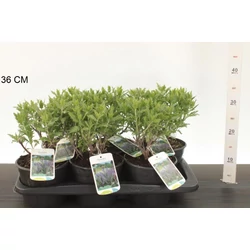 Sudárzsálya  PEROVSKIA ATRIPLICIFOLIA BLUE SPIRE 20/25 K2