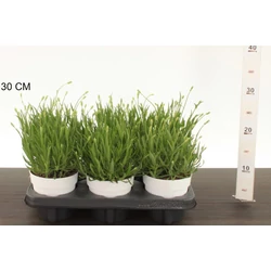 Levendula  LAVANDULA ANGUSTIFOLIA AROMANCE WHITE CS12