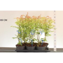 Aranylombú tollas gyöngyvessző SORBARIA SORBIFOLIA SEM 20/25 CS17