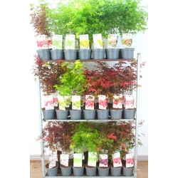 Japán juhar    ACER PALMATUM FAJTÁK 30/40 CS15