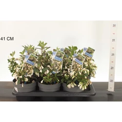 Rózsalonc    WEIGELA FLORIDA 40/+ K2