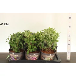 Nyári orgona BUDDLEIA DAVIDII BUTTERFLY CANDY K2