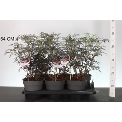 Bordó levelű bodza SAMBUCUS NIGRA BLACK LACE 25/30 CS17