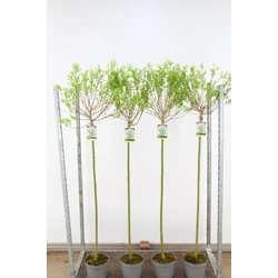 Tarkalevelű japán fűz SALIX INTEGRA HAKURO-NISHIKI T120 K5