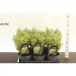 Japán kecskerágó  EUONYMUS JAPONICUS MICROPHYLLUS AUREOVARIEGATUS 20/25 CS15
