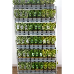 Kecskerágó   EUONYMUS FAJTÁK 20/30 CS15