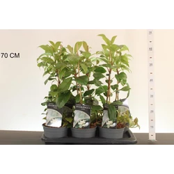 Kúszó hortenzia   HYDRANGEA ANOMALA PETIOLARIS 40CM K2