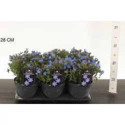 Kőmagcserje  LITHODORA DIFFUSA HEAVENLY BLUE CS15
