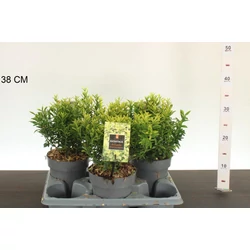 Japán kecskerágó   EUONYMUS JAPONICUS MICROPHYLLUS AUREOVARIEGATUS 20/25 CS15