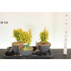 Japán vérborbolya BERBERIS THUNBERGII ADMIRATION 15/20 K2