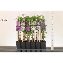 Iszalag     CLEMATIS FAJTÁK 60CM K2